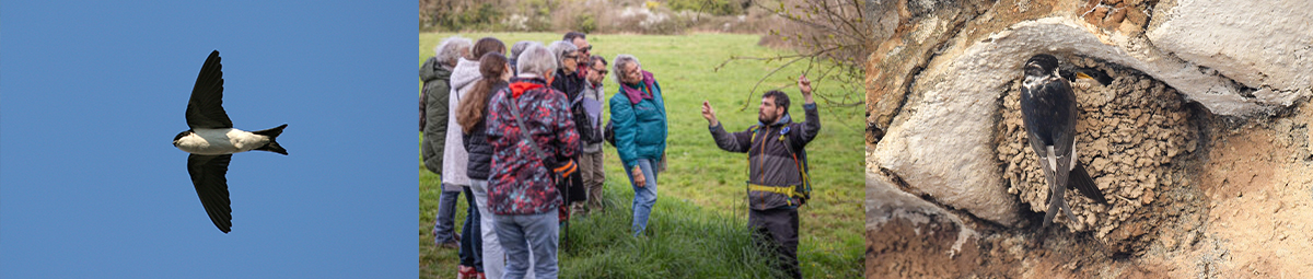 inventaires -hirondelles