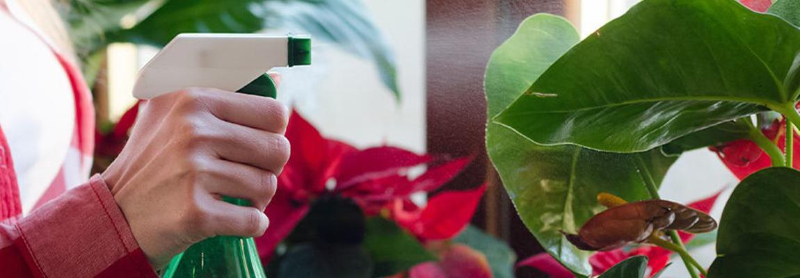 Soin des plantes par les plantes