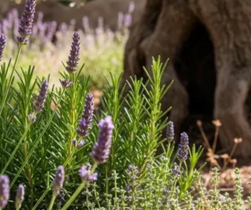 plantes-compagnes-olivier-CAPG