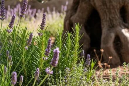 plantes-compagnes-olivier-Pays de Grasse