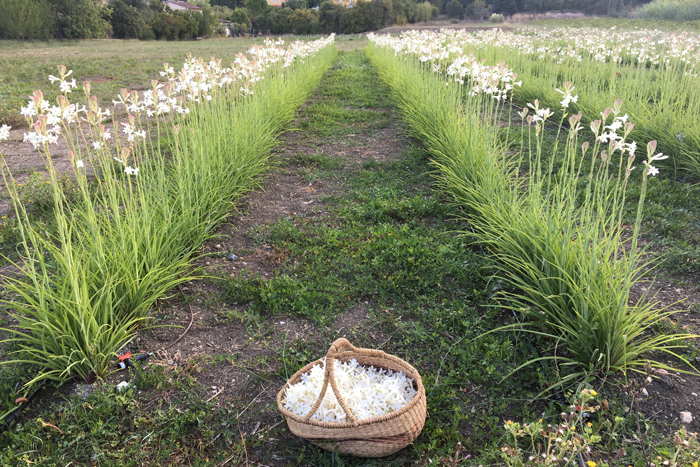 Aromatic Fablab