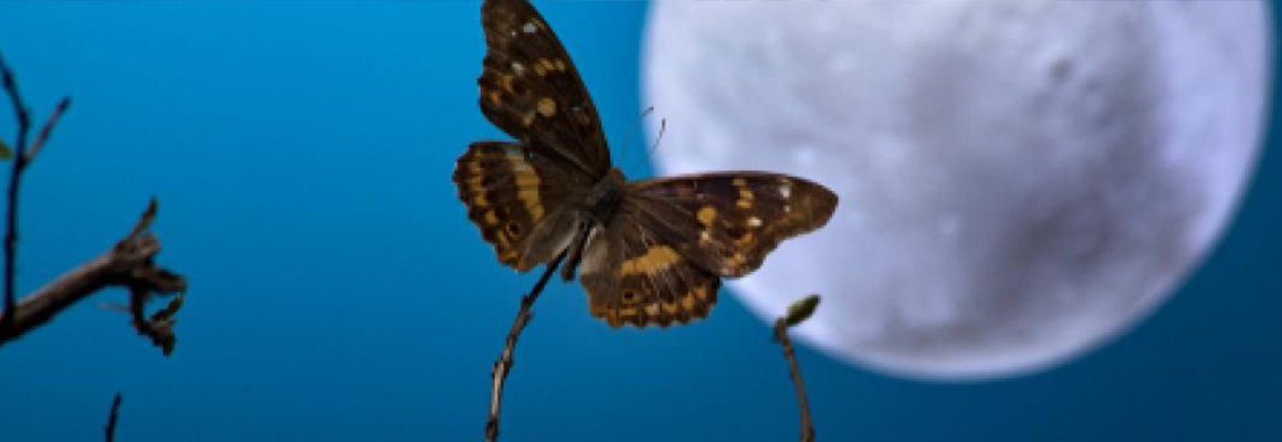 sortie insectes nocturnes