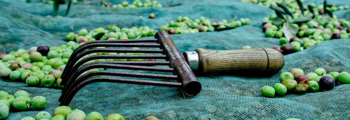 formation recolte olives
