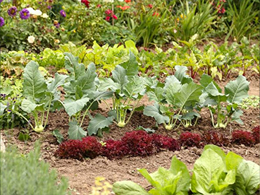 Jardin partagé de la Maison de retraite A.L Bienvenu