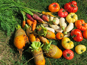 Jardin partagé « Les Restos du cœur »