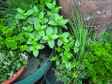 Jardin partagé « Senteurs Sauvages »