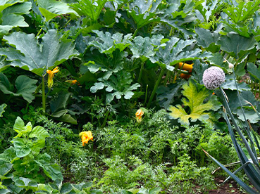 Jardin partagés Le Petit Lopin 
