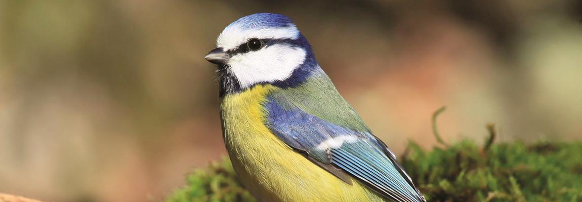 Sortie nature oiseaux d'hiver Pays de Grasse