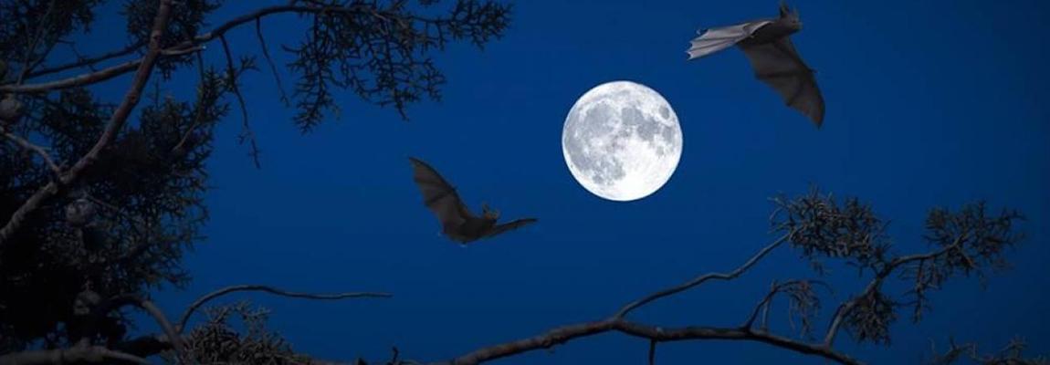 Pays de Grasse biodiversité nocturne