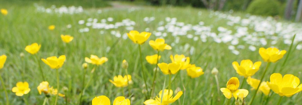 Formation plantes bio-indicatrices qualité sol CAPG