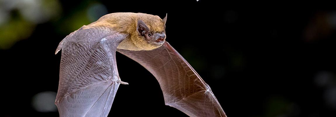 Sortie nature nuit chauves souris pays de grasse