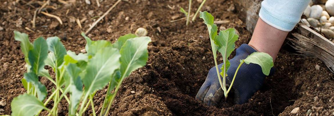 Formation plantation choux Pays de Grasse