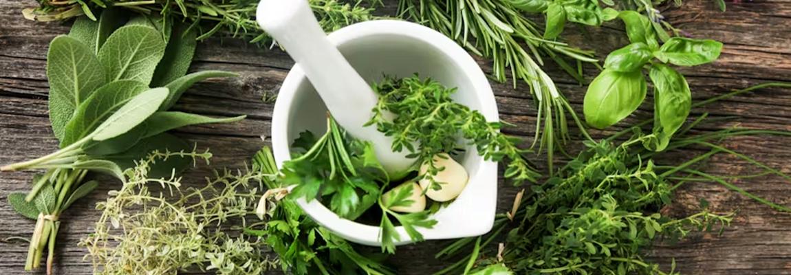 formation epices herbes jardin pays de grasse