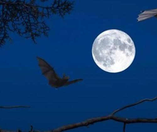 Pays de Grasse biodiversité nocturne