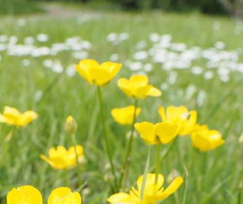Formation plantes bio-indicatrices qualité sol CAPG