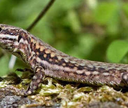 Formation CAPG Reptiles au jardin