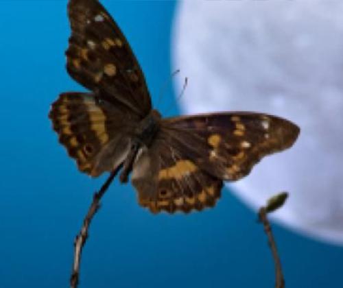 Sortie insecte ciel étoilé pays de grasse