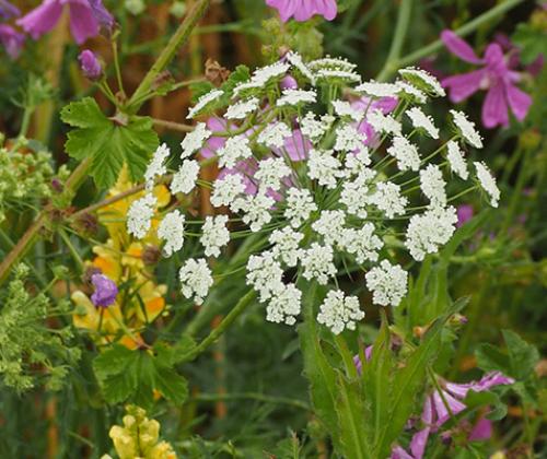 Formation-herbes-sauvages-comestibles-jardin-CAPG