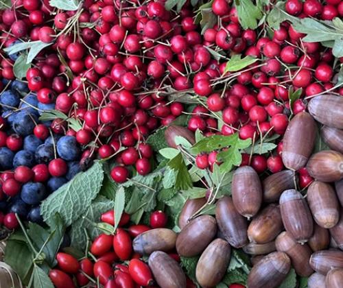 Formation fruits automne Pays de Grasse