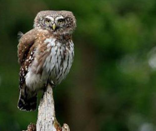 sortie nature chouette pays de grasse