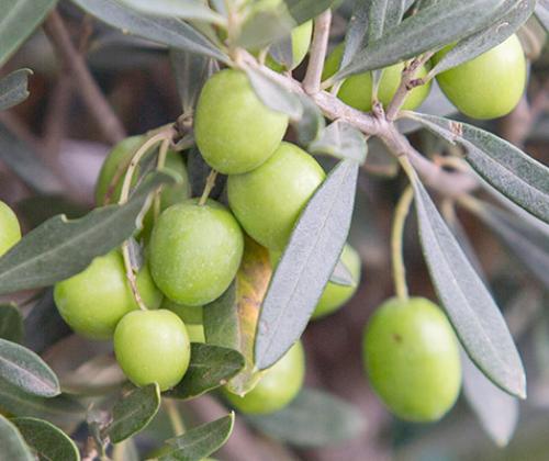 Formation taille olivier Pays de Grasse