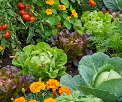 plantes compagnes pays de grasse