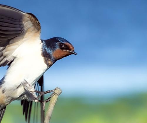 Sortie dans la peau d'une hirondelle CAPG