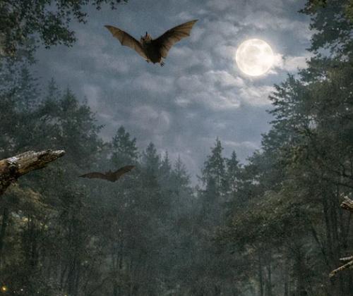 Sortie-pouvoirs-biodiversite-nocturne-Pays-de-Grasse