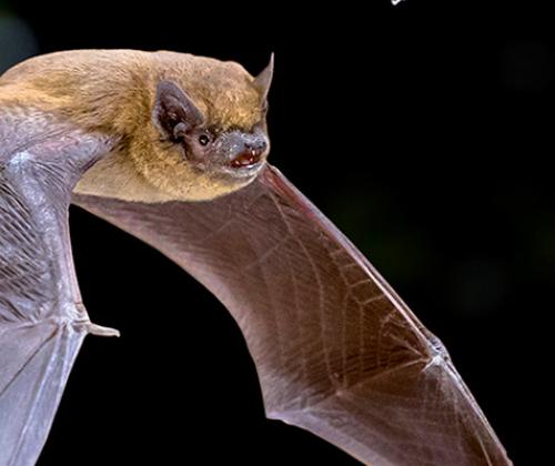 Nuit chauve souris pays de grasse