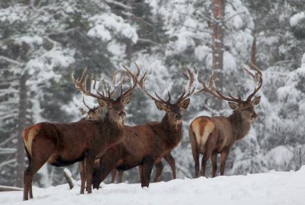 Détour merveilleusement enneigé par la Réserve des Monts d'Azur