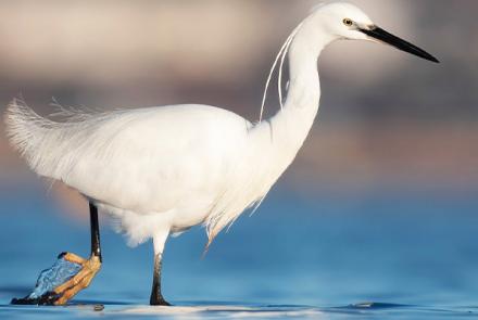 oiseaux mourachonne pays de grasse