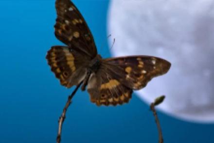 sortie insectes nocturnes